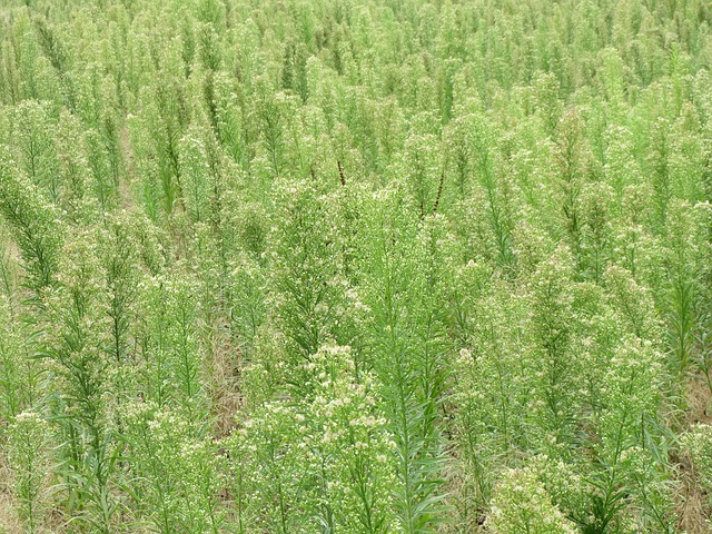 Virtue has a name: Horseweed