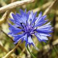 Blue cornflower medicinal properties are simply spectacular