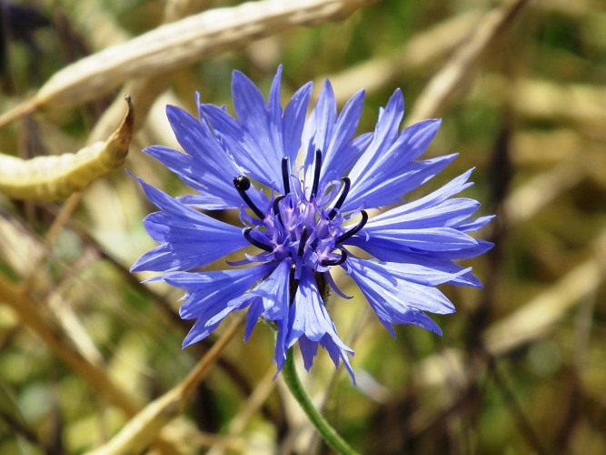Blue cornflower medicinal properties