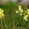 Cowslip flowers and leaves are herbal and edible