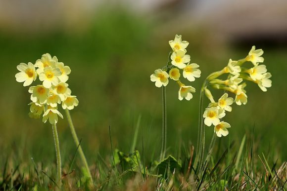 Cowslip flowers and leaves are herbal and edible