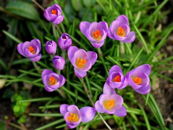 Crocus saffron, botanically known as crocus sativa has spicy and remedial properties
