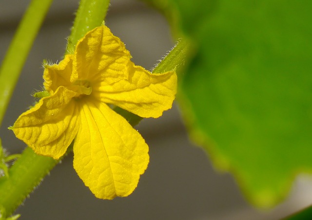 Cucumber