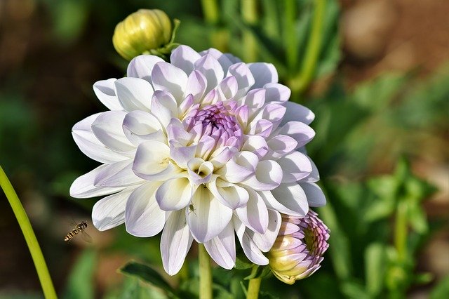 Dahlia, the edible and medicinal national flower of Mexico