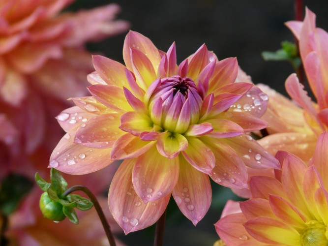 The Many Meanings of Dahlias