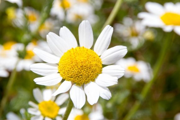 Common daisy flower herbal remedies have been used for centuries to cure various ailments
