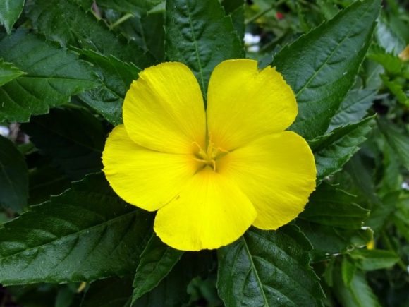 Damiana, also known as turnera diffusa,is a great natural aphrodisiac