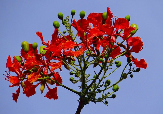  Flamboyant, fiery and medicinal flame tree (gulmohar)