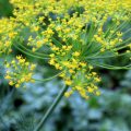 Dill health benefits and uses