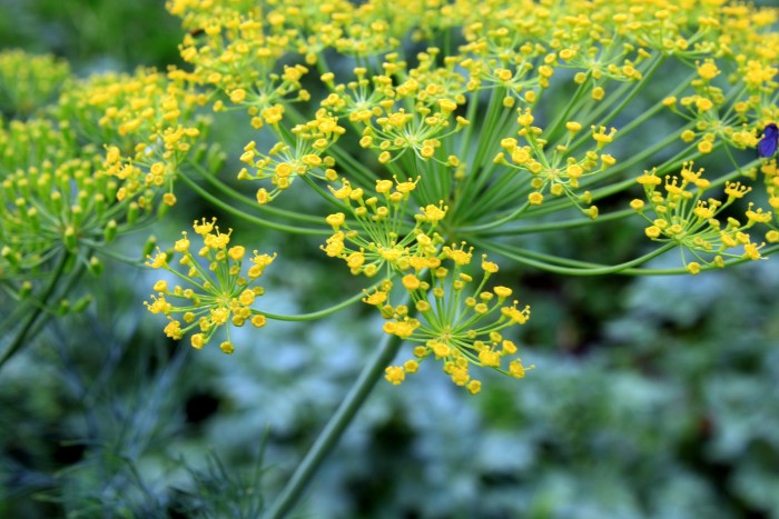Dill health benefits and uses