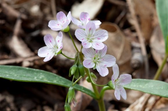 Virginia spring beauty, also known as eastern spring beauty, can be used for food, medicine and barometer purposes
