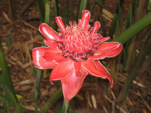 Ginger flower is ideal for arthritis