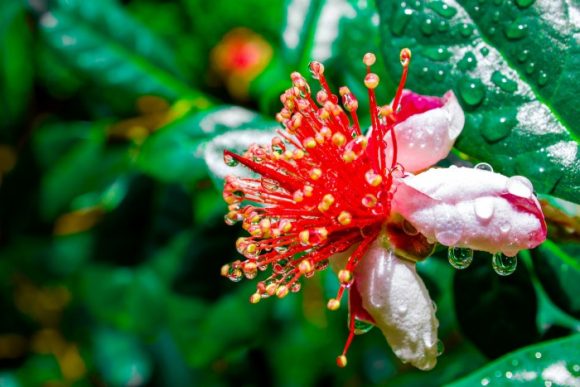 Feijoa flower medicinal benefits