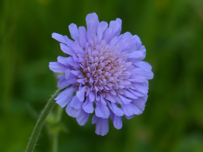Field scabious : An effective but almost forgotten cure for skin problems