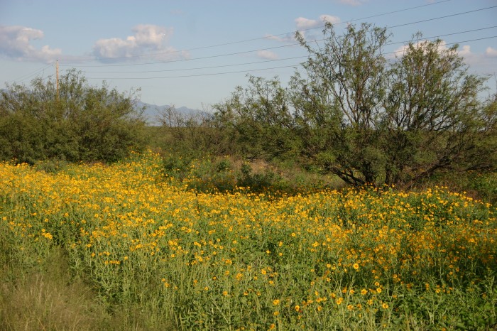 Places to View Spring Wildflowers in Arizona