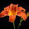 Cooking with daylily flowers. These flowers are spectacular and very tasty