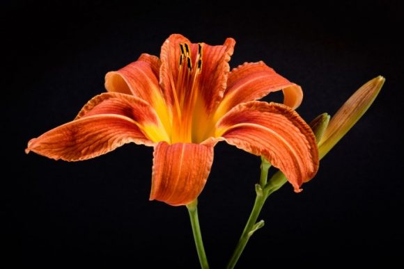Cooking with daylily flowers. These flowers are spectacular and very tasty
