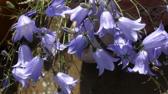 Harebell flowers
