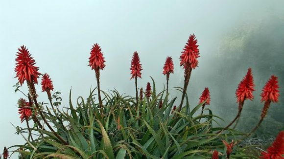 Aloe vera in bloom. The plant is considered a a wonder plant due to its medicinal properties