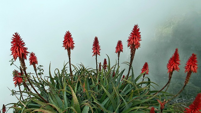 Aloe vera: Nature’s wonder plant