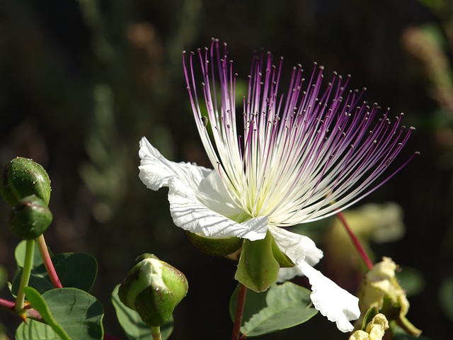 Flinders rose (caper) : The Mediterranean floral cuisine