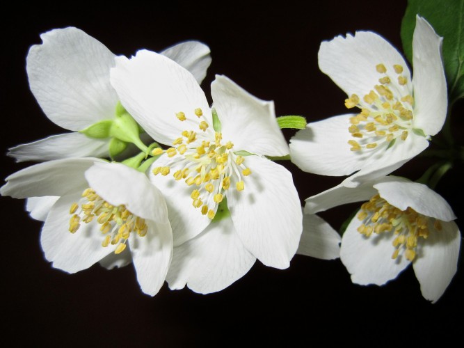 Natural remedies using jasmine flowers