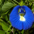 Butterfly pea flower tisane or tea is great for your health