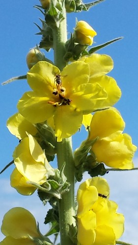 Mullein flowers: The health benefits of mullein flowers are great for many common ailments