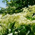 Elderflower plant benefits