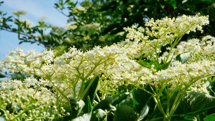 Elderflower plant benefits