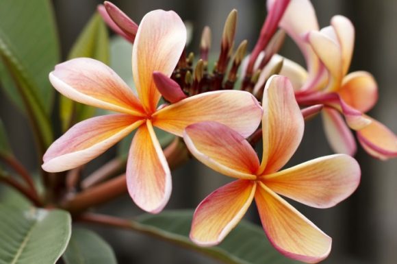Frangipani flowers have antibiotic qualities