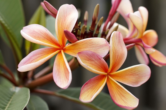 Frangipani flower: Nature's fragrant antibiotic?