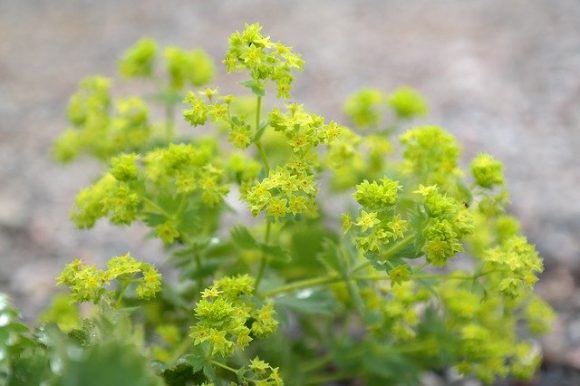 Lady's mantle is good for uterus