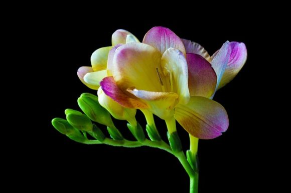 Freesia flower fragrance is subtle, intense and seductive