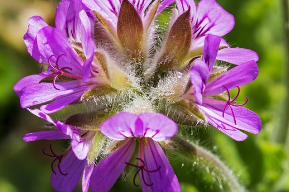 Rose-scented geranium is great for aromatherapy