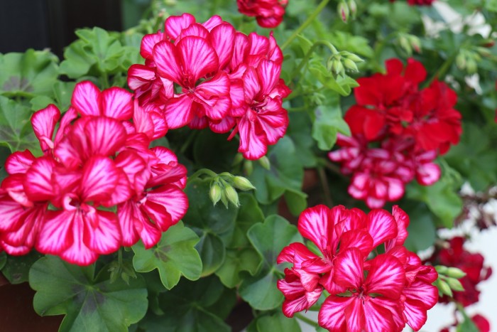 Geraniums: Two Floral Families with Striking Flowers