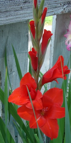 The Stately Gladiolus Represents Integrity and Passion