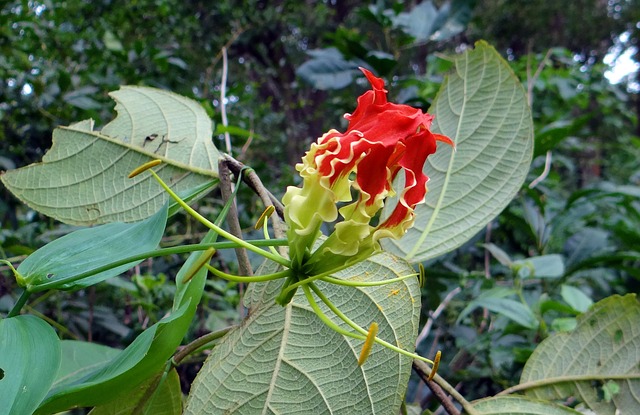 Flame lily, also known as glory lily