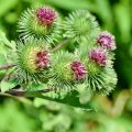 Great burdock is also known as arctium lappa