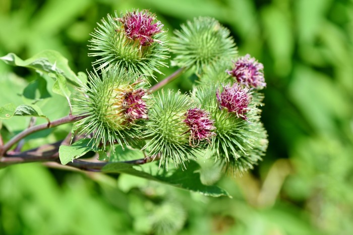 Burdock for food and detox