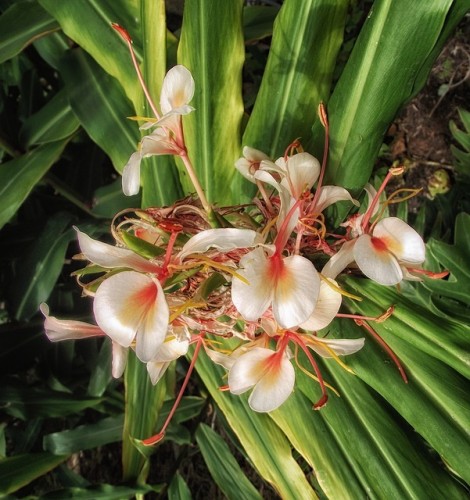 Butterfly ginger: A fragrant flower deserving a place in your garden