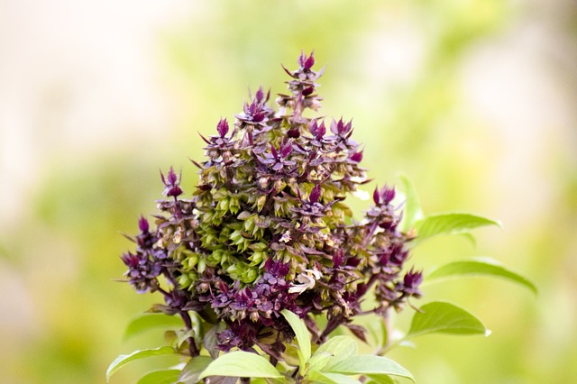 Holy basil flowers: Good for your body and mind