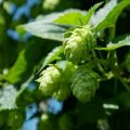 Cooking with hop flowers