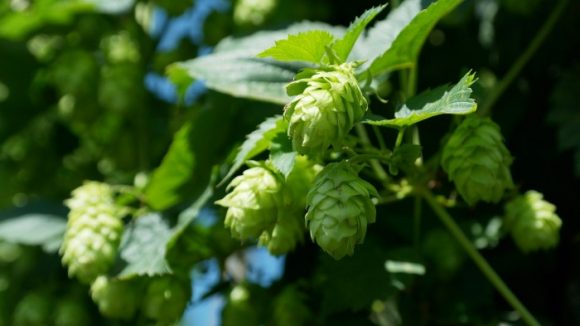 Cooking with hop flowers