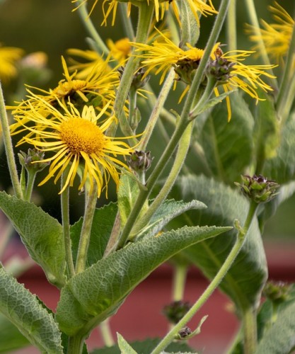 Horse heal, botanically known as inula helenium is ideal for lung health
