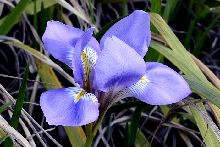 Iris flowers for aromatherapy