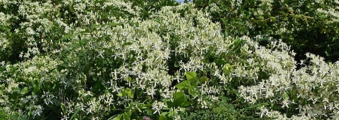 Common Boneset: A Popular Herbal Plant With a Magical Past