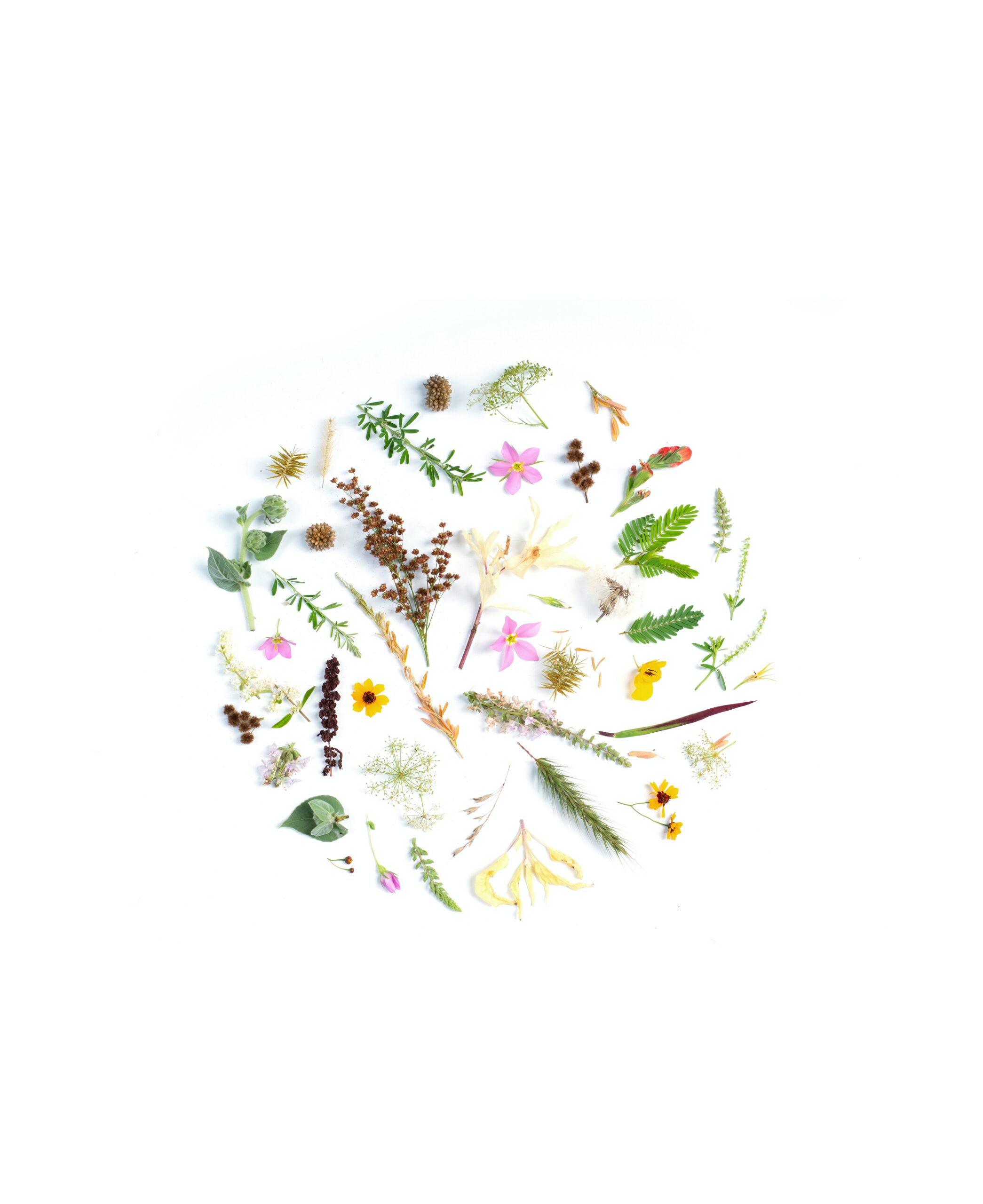 Victorian era Language of Flowers