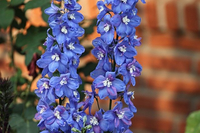 Delphinium or larkspur has antiparasitic properties