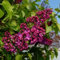 How to eat lilacs